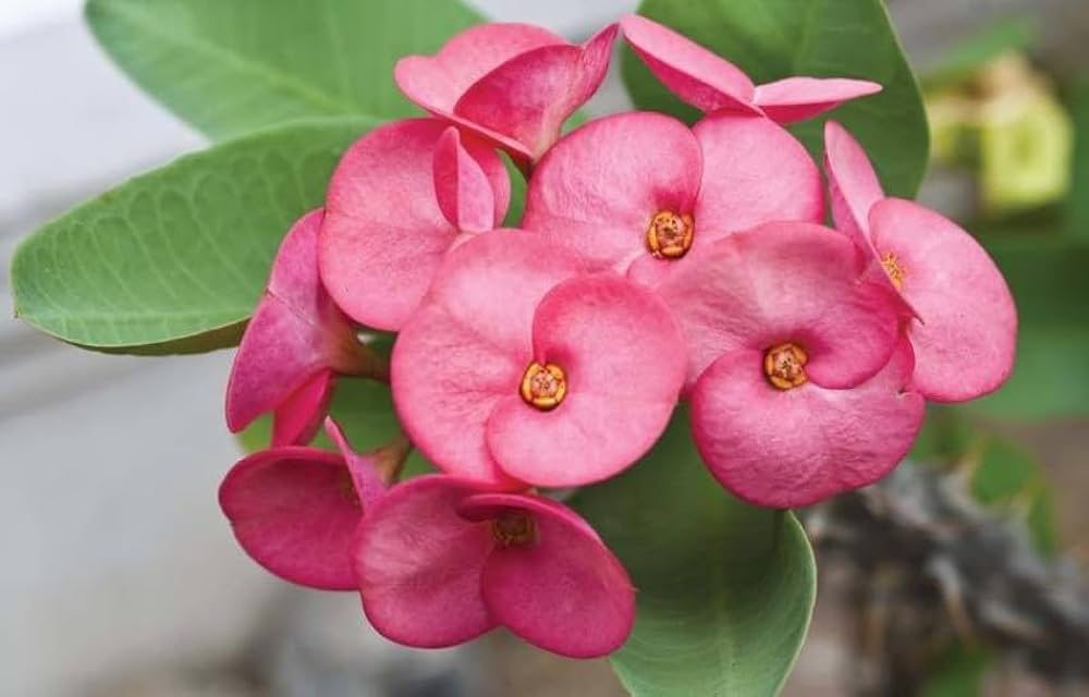 Gemischt Euphorbia Milii Hybrid Blumensamen zur Aussaat Garten beliebt Traditionssorte & ohne Gentechnik Samen Hausgarten