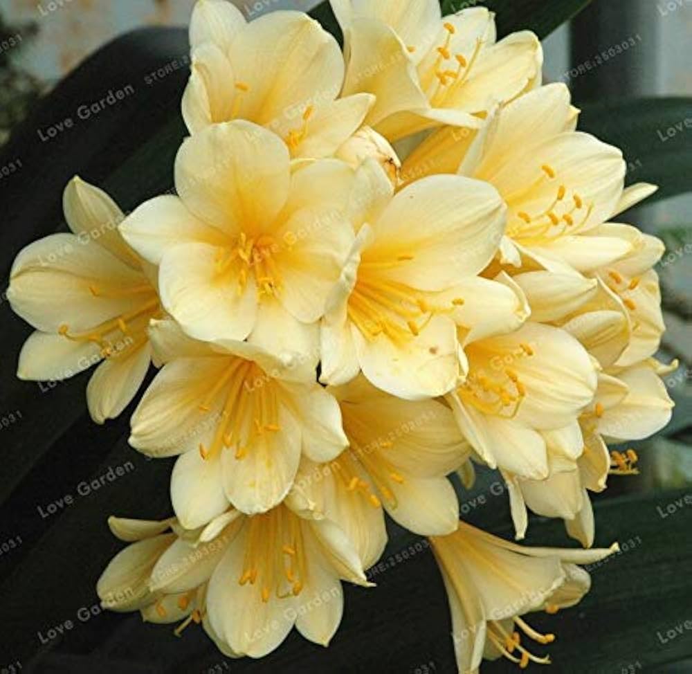 Clivia Samen – selten Clivia Chinese Blumensamen