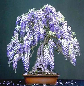 Blauregen Samen Blauregen Bonsai Blumensamen (11 )