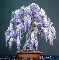 Blauregen Samen Blauregen Bonsai Blumensamen (11 )