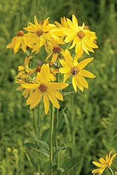 Verbesina occidentalis blume samen for anpflanzung pollinator friendly heirloom & gmo free samen for home garten 
 
 sale for anpflanzung in home garten