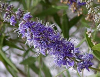 Lila vitex angus castus blume samen for anpflanzung - drought tolerant, heirloom & gmo free samen for home garten
 
 sale for anpflanzung in home garten