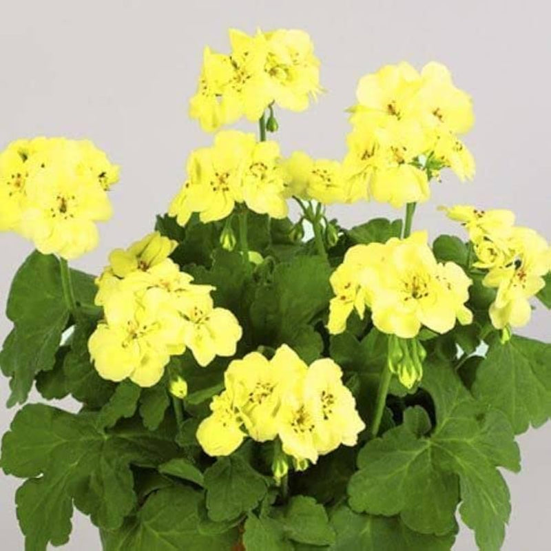 Thick gelb geranium blume samen for anpflanzung - garten favorite, heirloom & gmo free samen for home garten
 
 sale samen for home garten