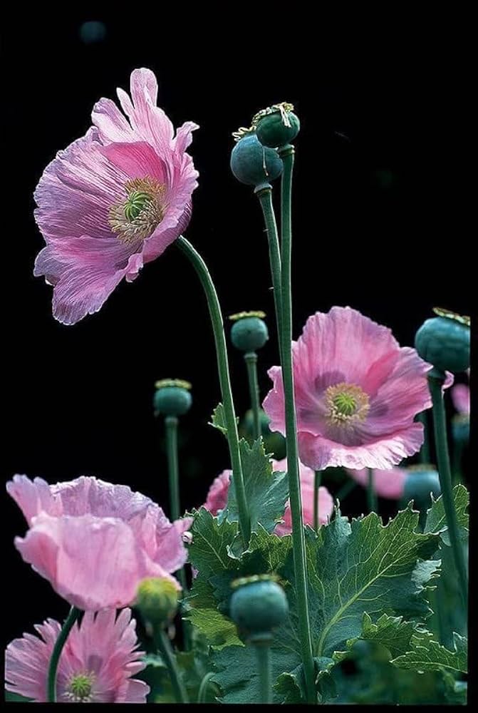 Poppy papaver somniferum for anpflanzung in garten