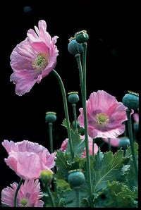 Poppy papaver somniferum for anpflanzung in garten