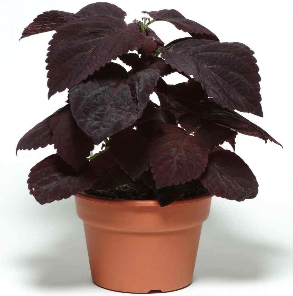 Burgundy coleus blume samen for anpflanzung long bloom season heirloom & gmo free samen for home garten 
 
 sale samen for home garten anpflanzung