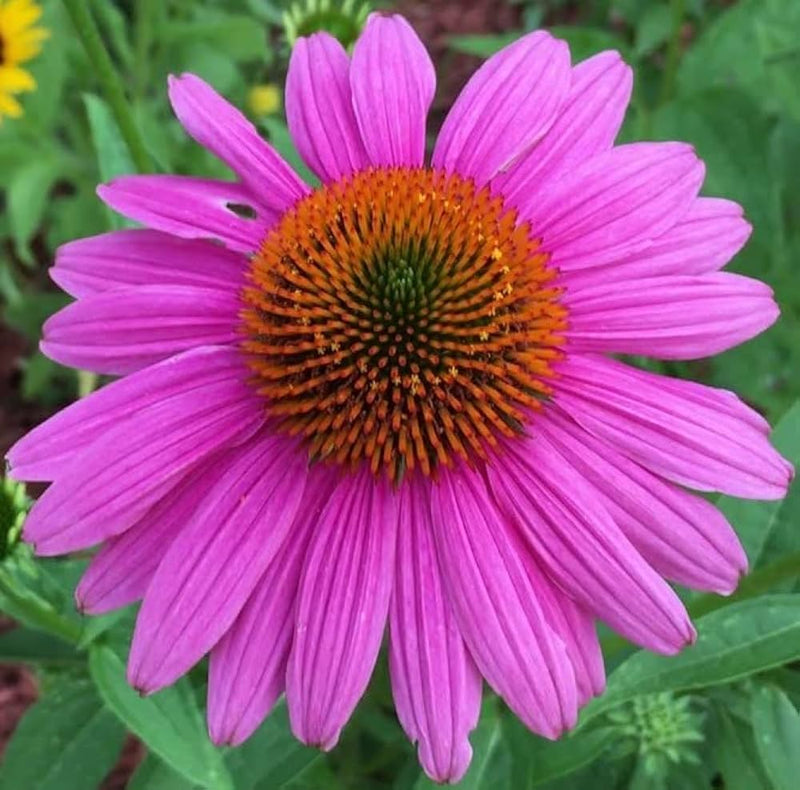 Echinacea purpurea coneflower samen
