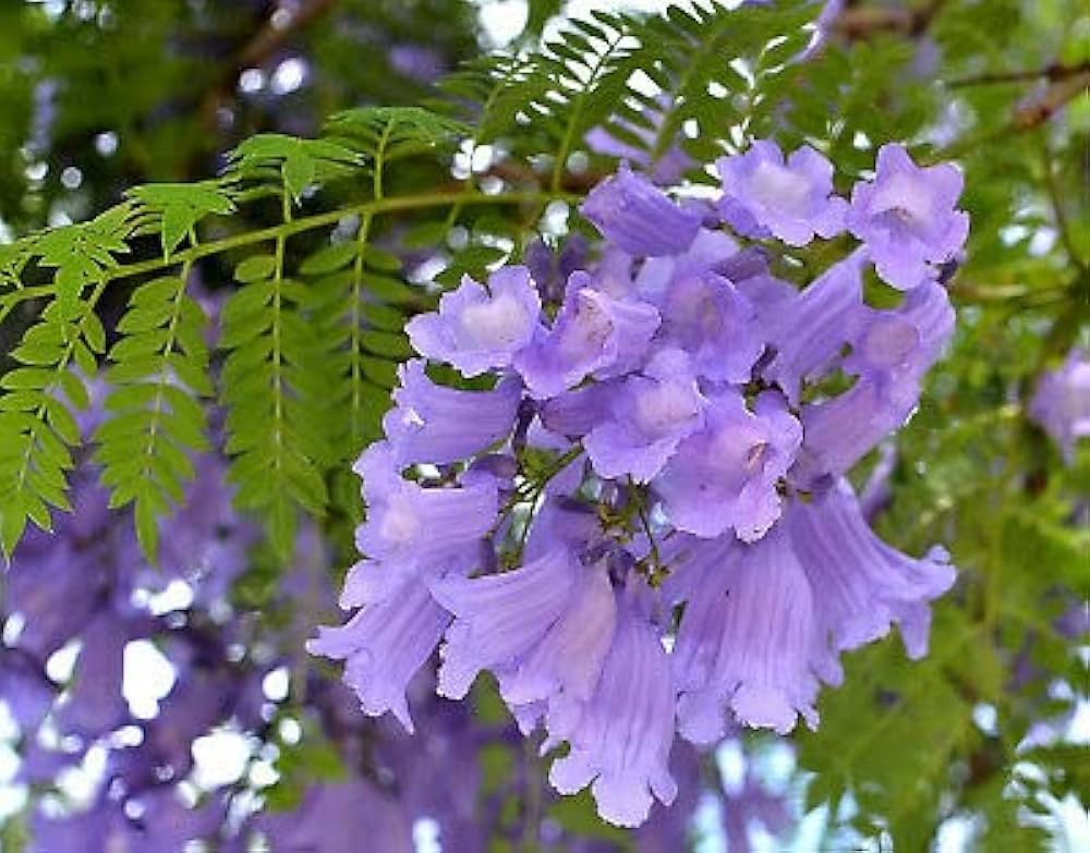 Blau Jacaranda Mimosifolia Blumensamen zur Aussaat – Drought verträglich – Traditionssorte & ohne Gentechnik Samen Hausgarten