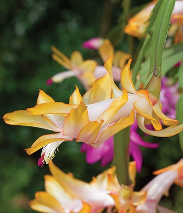 Gelb Zygocactus Truncatus Blumensamen zur Aussaat Bestäuber freundlich Traditionssorte & ohne Gentechnik Samen Hausgarten