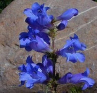 Penstemon Heterophyllus Blau Samen Striking Blau Blumen