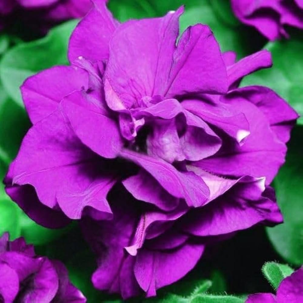Petunie Freiheit Lilac Halo Pelletized Petunie Samen zur Aussaat Graceful Lilac Blüten