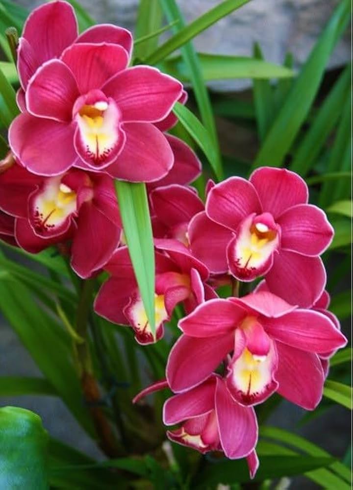 Schmetterling Orchidee Blumensamen zur Aussaat – Anzucht – Traditionssorte & ohne Gentechnik Samen Hausgarten