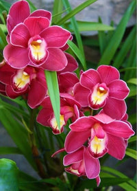 Schmetterling Orchidee Blumensamen zur Aussaat – Anzucht – Traditionssorte & ohne Gentechnik Samen Hausgarten