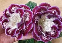 Gloxinie Sinningia Speciosa Blumensamen