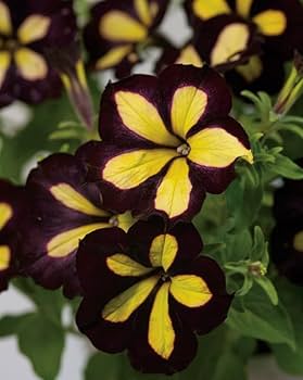 Schwarz Gelb Petunie Blumensamen zur Aussaat ideal Rabatten Traditionssorte & ohne Gentechnik Samen Hausgarten