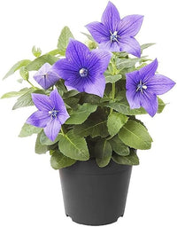 Blau Platycodon gefüllt Balloon Samen einzigartig Puffy Blumen