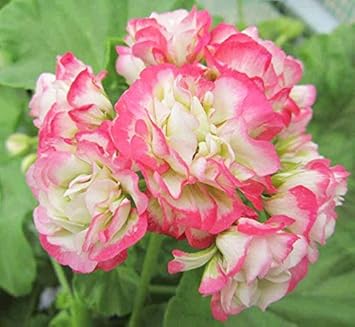 Rosa geranium apple blossom blume samen for anpflanzung - shade tolerant, heirloom & gmo free samen for home garten
 
 sale samen for home garten