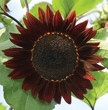 Burgundy sunflower samen for anpflanzung - low maintenance, heirloom & gmo free samen for home garten
 
 sale for anpflanzung in home garten.