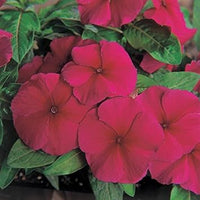 Lila vinca blume samen for anpflanzung - compact growth, heirloom & gmo free samen for home garten
 
 sale samen for anpflanzung in home garten