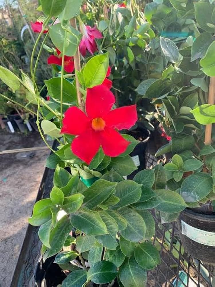 selten Dipladenia Sanderi Mandevilla Samen