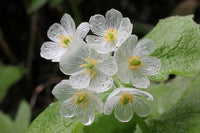 Skeleton Blumensamen zur Aussaat – Wildblume Mischung – Traditionssorte & ohne Gentechnik Samen Hausgarten