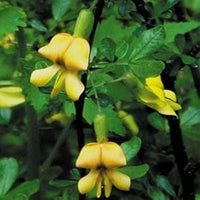 Gelb astragalus blume samen for anpflanzung - wildflower mix, heirloom & gmo free samen for home garten
 
 sale samen for anpflanzung in home garten
