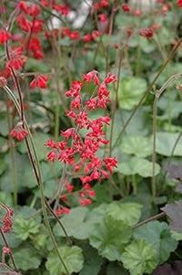 Rot heuchera blume samen for anpflanzung - perfect for borders, heirloom & gmo free samen for home garten
 
 sale for anpflanzung in home garten