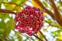 hell Rot Hoya Blumensamen zur Aussaat saisonal Dauerblüher Traditionssorte & ohne Gentechnik Samen Hausgarten