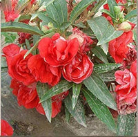 Edelsteinrosen climbing blume samen for vertical garten displays