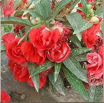 Edelsteinrosen climbing blume samen for vertical garten displays