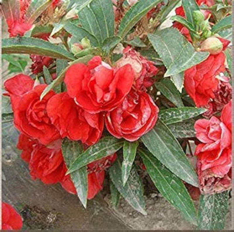 Edelsteinrosen climbing blume samen for vertical garten displays