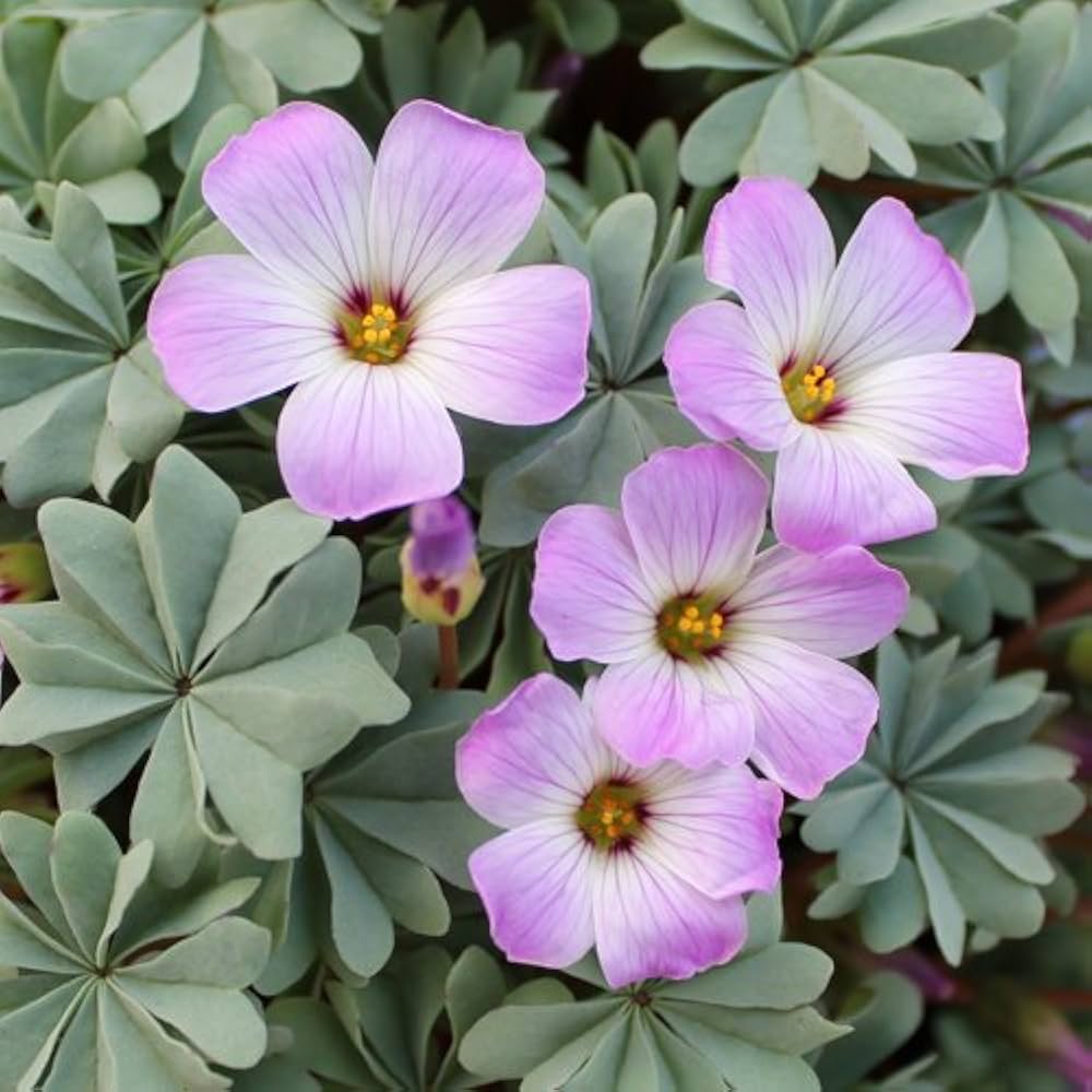Sauerklee Laciniata Blumensamen einzigartig Leaf und Petal Design