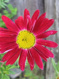 Rose Chrysantheme Coccineum Samen Rot – ausdrucksstark Chrysantheme Blüten