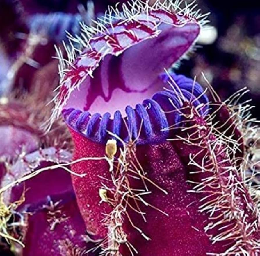 Venus fly trap violet blume samen for anpflanzung - long bloom season, heirloom & gmo free samen for home garten
 
 sale samen for anpflanzung in home garten