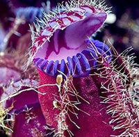 Venus fly trap violet blume samen for anpflanzung - long bloom season, heirloom & gmo free samen for home garten
 
 sale samen for anpflanzung in home garten