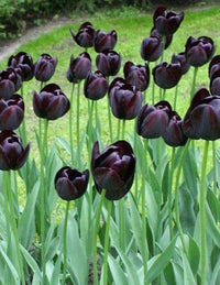 Schwarz Tulpe blühend Samen zur Aussaat und Gardening