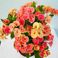 Gemischt Crown Thorns Blumensamen zur Aussaat – sonnenliebend – Traditionssorte & ohne Gentechnik Samen Hausgarten