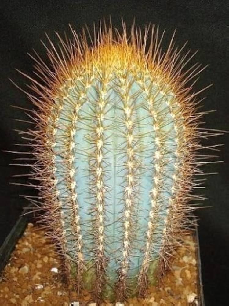 kaufen green austrocephalocereus pflanze pflanzung samen Stück, 100 Stück