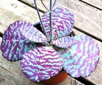 Lila weiß kalanchoe humilis blume samen for anpflanzung perfect for borders heirloom & gmo free samen for home garten 
 
 sale samen for home garten anpflanzung