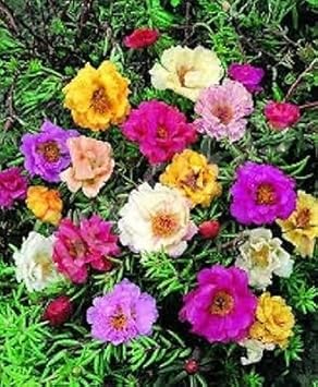 Moss rose portulaca blume samen for anpflanzung - long bloom season, heirloom & gmo free samen for home garten
 
 sale for anpflanzung in home garten