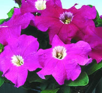 Logro floribunda rose vein petunia blume samen for striking displays