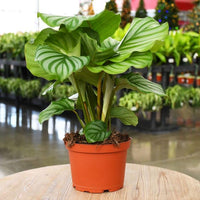 Calathea Orbifolia Blumensamen PlantingHeirloom & ohne Gentechnik Samen sonnenliebend Traditionssorte & ohne Gentechnik Samen Hausgarten