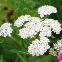 Lila yarrow achillea blume for perennial garten