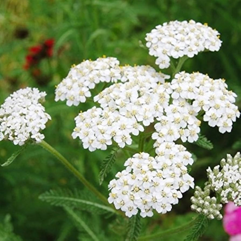 Lila yarrow achillea blume for perennial garten