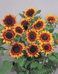 Gelb rot sunflower blume samen for anpflanzung - fragrant blossoms, heirloom & gmo free samen for home garten
 
 sale for anpflanzung in home garten