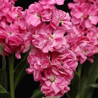 Rosa matthiola incana blume samen for anpflanzung - long bloom season, heirloom & gmo free samen for home garten
 
 sale samen for anpflanzung in home garten