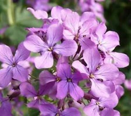 Lavendel-Scented Evening Stock Samen duftend Night-blühend Blumen