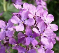 Lavendel-Scented Evening Stock Samen duftend Night-blühend Blumen
