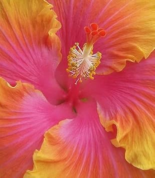 Orange rosa hibiscus blume samen for anpflanzung hardy variety heirloom & gmo free samen for home garten 
 
 sale for anpflanzung in home garten