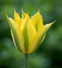 Gelb grün tulip blume samen for anpflanzung - cottage garten essential, heirloom & gmo free samen for home garten
 
 sale for anpflanzung in home garten.